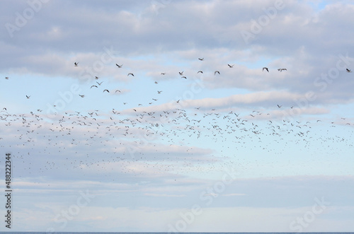 Stormo di Gabbiani al crepuscolo che volano verso il mare aperto photo