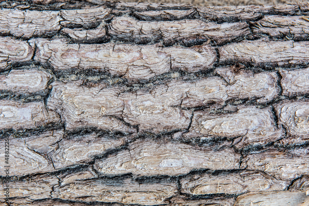 Natural structure of the bark of a pine tree texture Natural structure of the bark of a pine tree texture