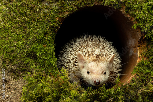 A selective focus shot of a tenrec on a round surface photo