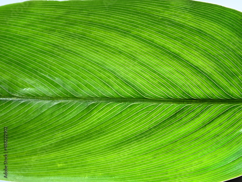 Obraz na plátně Top down closeup view of an arrowroot leaf on white background.