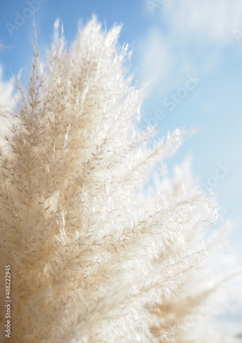 Fluffy white pampas grass with blue sky in background