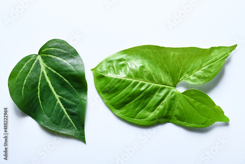 Top down view of leaves of tropical plants on white background.