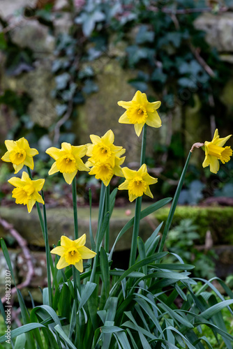 Vibrant yellow daffodils in early spring