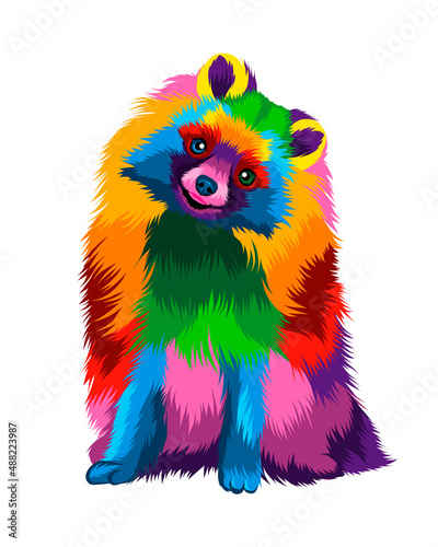 Abstract Pomeranian, german spitz from multicolored paints. Colored drawing. Vector illustration of paints