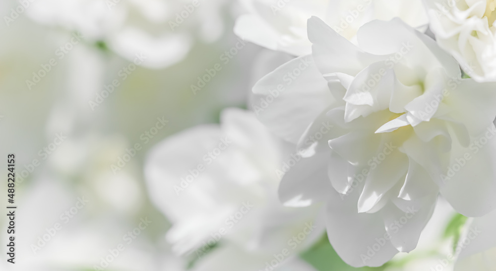 Abstract floral background, White terry Jasmine flower petals. Macro flowers backdrop for holiday brand design