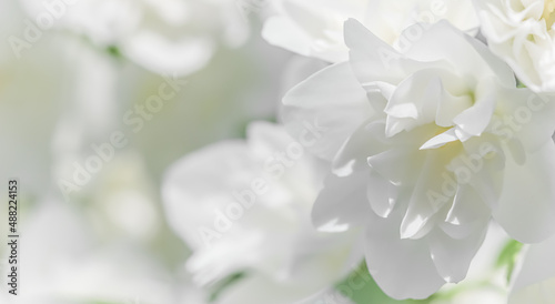 Abstract floral background  White terry Jasmine flower petals. Macro flowers backdrop for holiday brand design