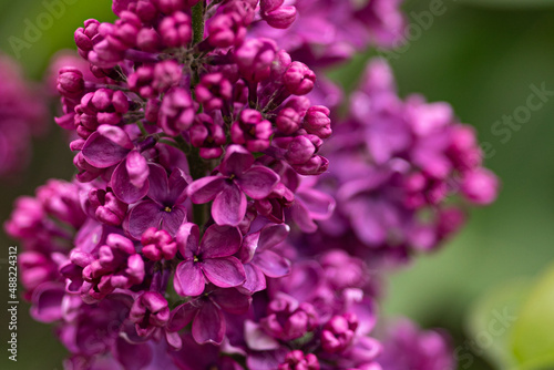 lilac flowers