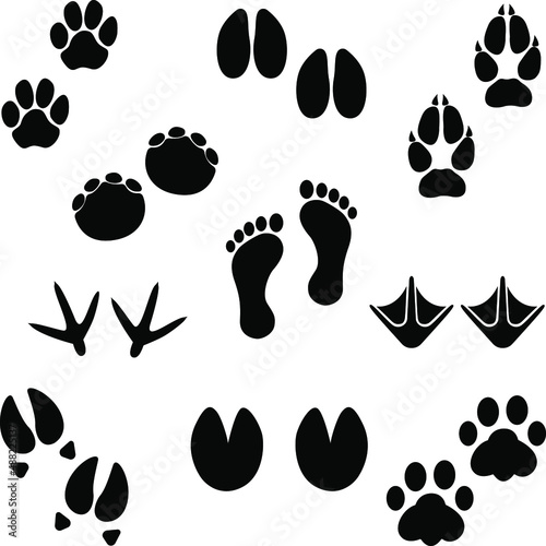 Vector illustration of animal footprints both wild and domestic