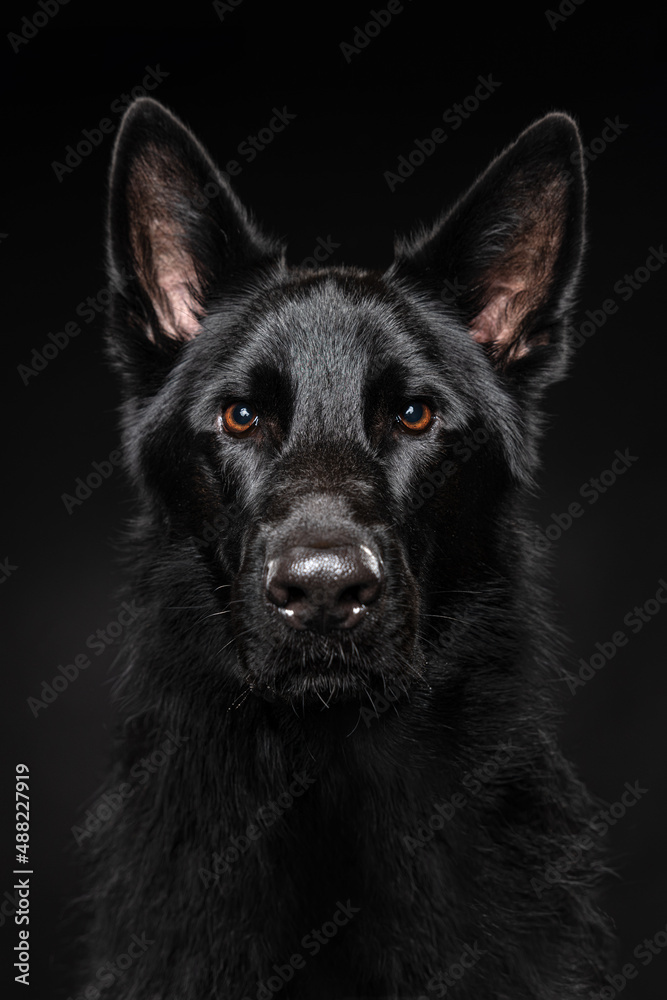 Black shepherd with an intense look and glossy eyese