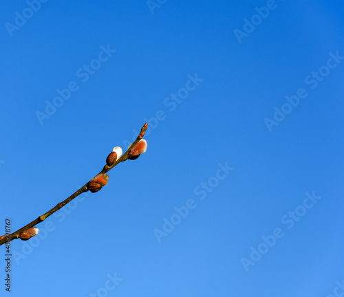 View of a willow twig with catkins