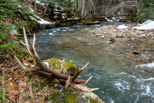 Fototapeta Red Deer antler sheds at the forest stream
