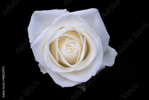 White rose macro black background serene