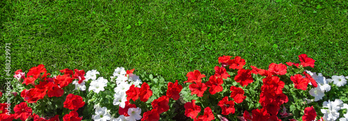 Fototapeta Naklejka Na Ścianę i Meble -  Summer background with a border of red and white petunias and green grass with spots of light and shadow, copy space