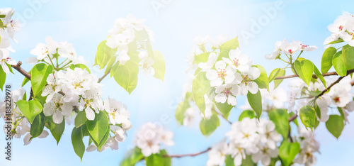 Branches of blooming white flowers with soft focus on a delicate light blue sky background. Beautiful flower image of spring nature banner. Blooming pear branches close-up against the blue sky.