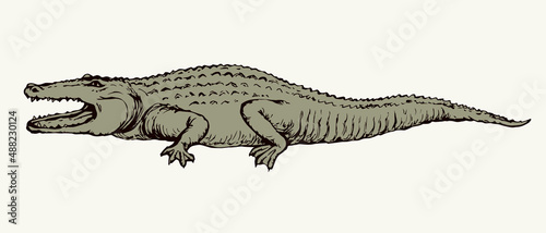 Crocodile. Vector drawing icon sign