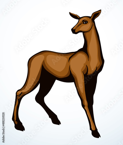 Beautiful female deer. Vector drawing