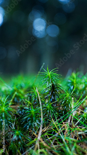 Moss therapy photo