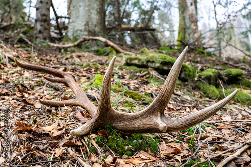 Fényképezés Red Deer antler shed in the forest