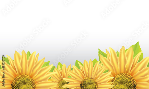 Vector background with large flower of sunflower