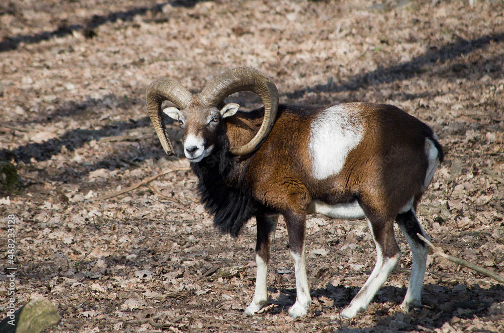 Fototapeta premium mountain goat 