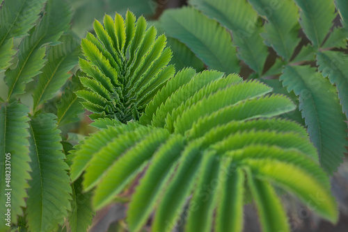 Fototapeta Naklejka Na Ścianę i Meble -  Tea tree plant leaves