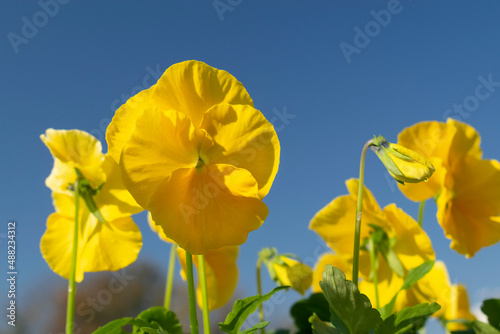 Spring flowers blooming in the clear blue sky photo