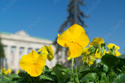 Spring flowers blooming in the clear blue sky photo