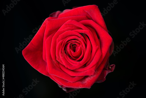 Red rose close up love