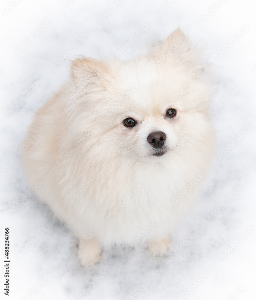 White Fluffy Pomeranian