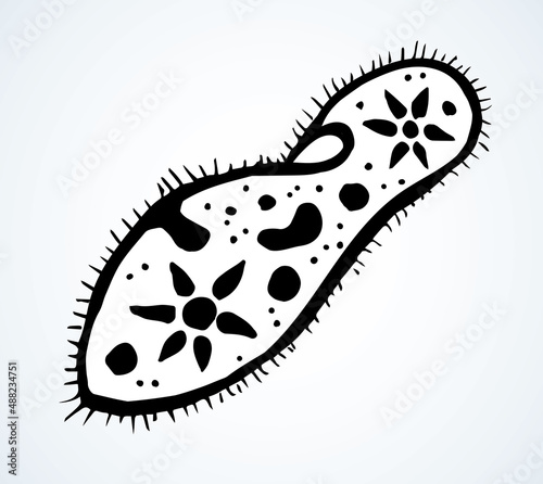 Paramecium caudatum. Vector drawing icon photo