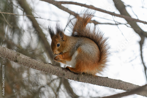 Red eurasian squirrel on snow in the park, close-up. Winter time.