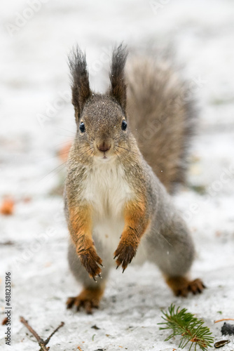 Red eurasian squirrel on snow in the park, close-up. Winter time.