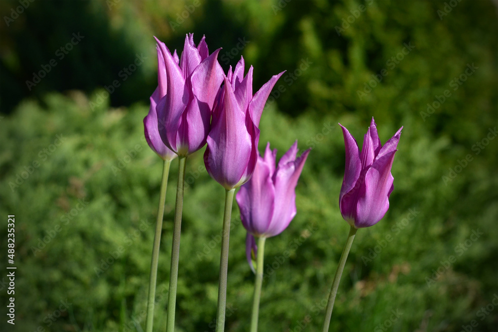 purple tulips beautiful spring flowers in the park purple tulips beautiful spring flowers in the park