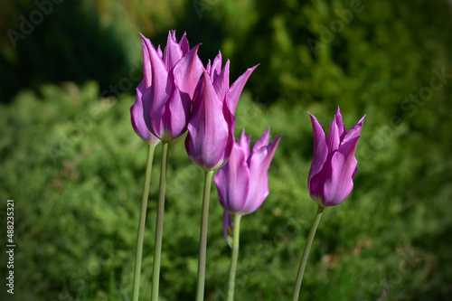 purple tulips beautiful spring flowers in the park