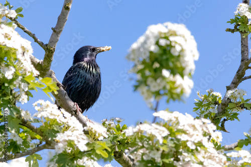 Starling with beak covered in pollen