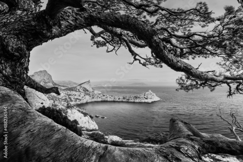 A mountain seashore with a lone pine 