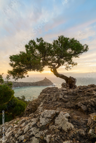 Lone pine on a sea shore. Idyllic landscape. Seaside vacation season