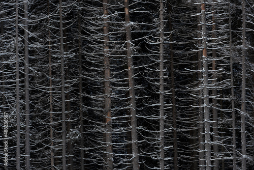 The thicket of the dark forest. Winter background. Fir tree under snow