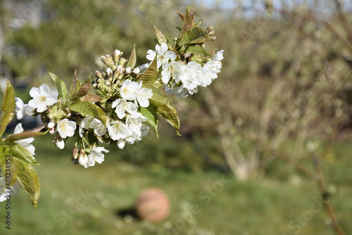 Apple tree blossom