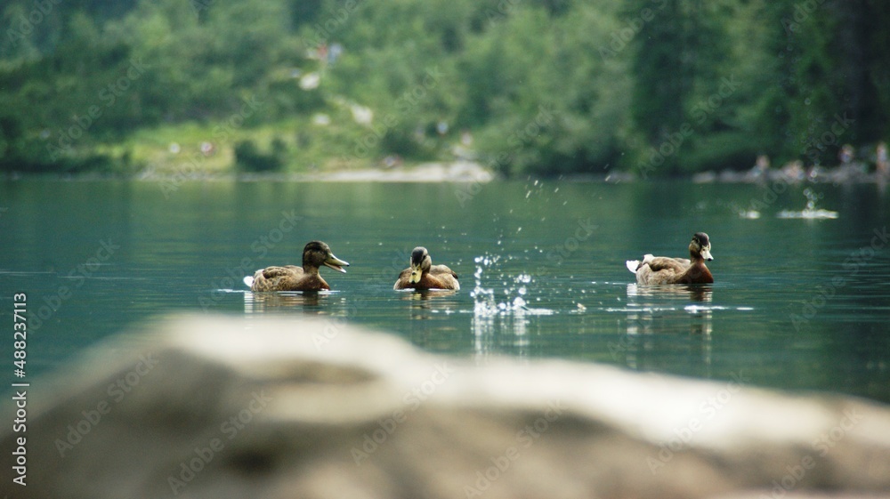 Morskie Oko, Zakopane, woda, kaczka, przyroda, Polska Morskie Oko, Zakopane, woda, kaczka, przyroda, Polska