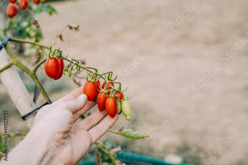 Farmer young woman picking up tomato during harvest time - Focus on hand holding vegetable photo