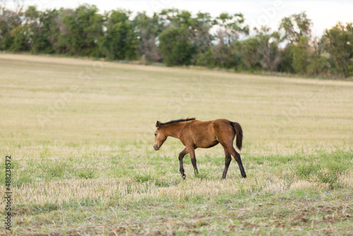 a brown foal walks across the field