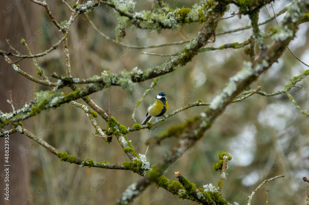 a great tit (Parus major) feeding amongst winter branches