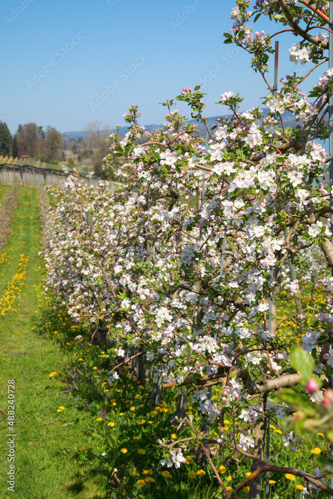 Obraz premium Apple garden