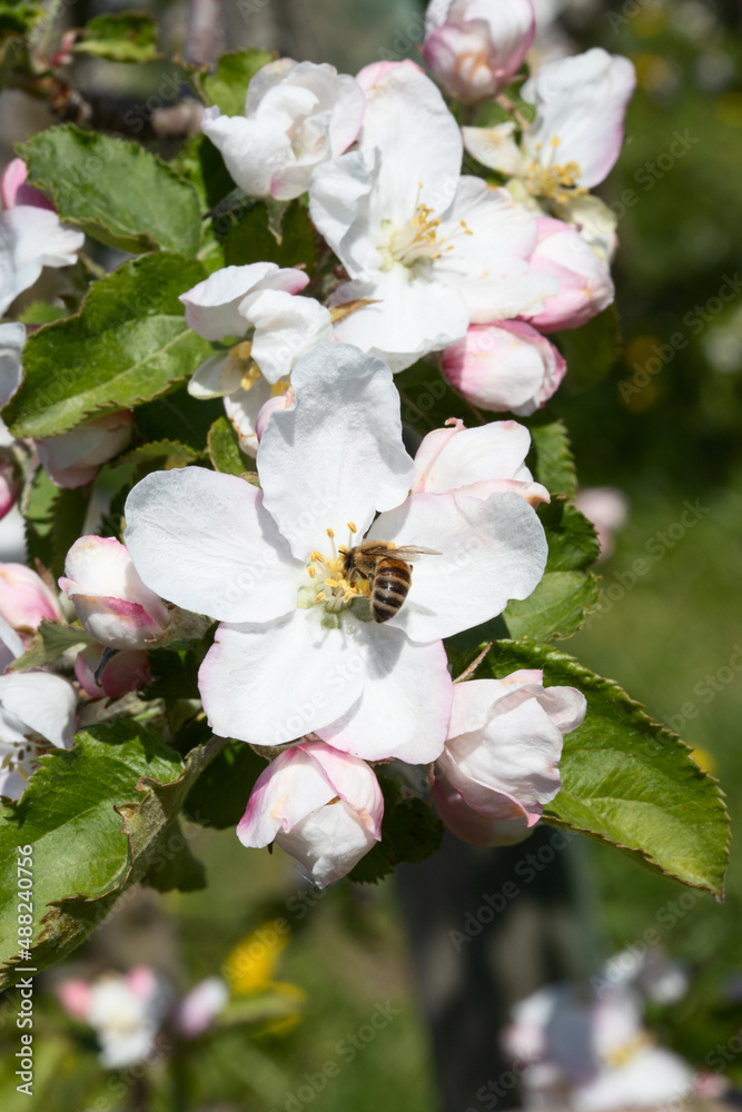 Apple garden Apple garden