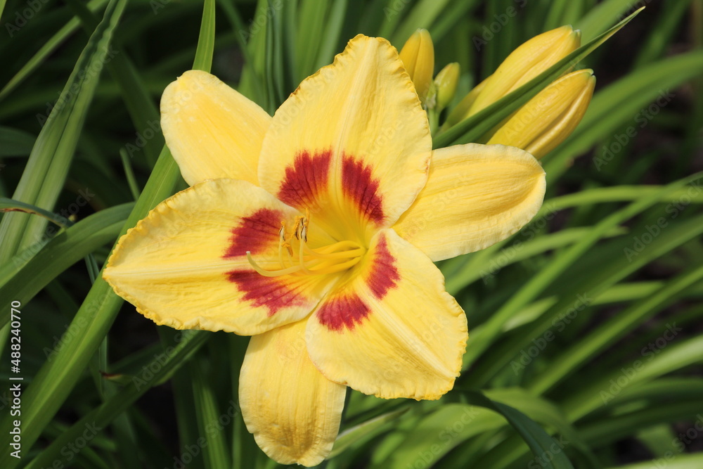 Fototapeta premium Yellow Lily, U of A Botanic Gardens, Devon, Alberta