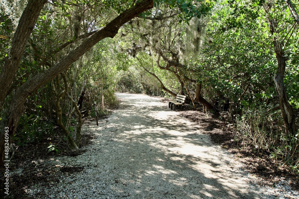 Obraz premium Trail through De Soto National Memorial. Crushed shells and mangrove swamp. Park commemorates Hernando de Soto's landing and the first extensive European exploration of southern United States.