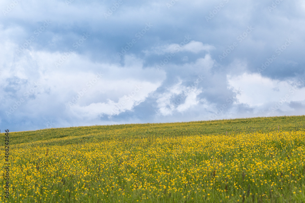 Gelbe Hahnenfuss wiese mit blauen Wolken (Ranunculus)
