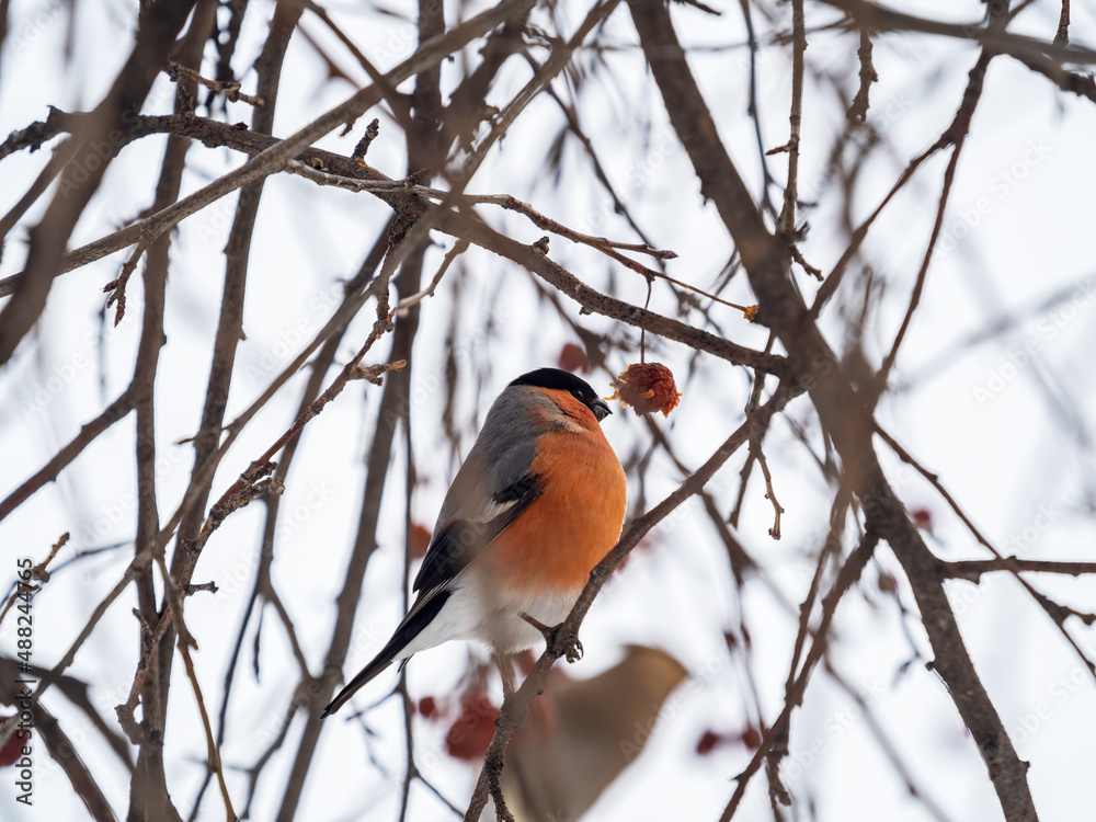 Bullfinch sits on a branch and eats small red apples. The Eurasian or common bullfinch, pyrrhula pyrrhula Bullfinch sits on a branch and eats small red apples. The Eurasian or common bullfinch, pyrrhula pyrrhula