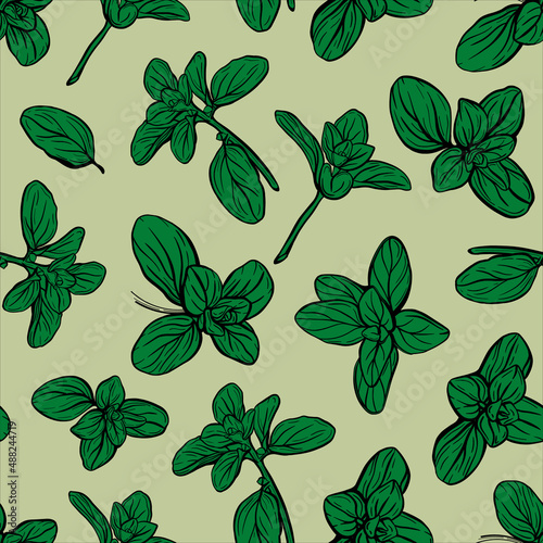 Basil Seamless Pattern. Italian herbs. Marjoram pattern. Hand-drawn illustration.